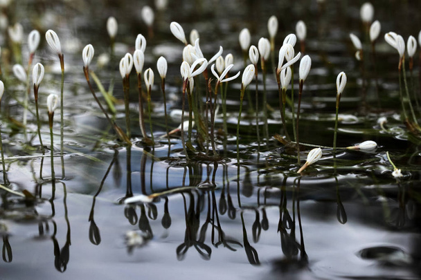 Валліснерія спіралі водяних рослин відображення, що розквітають на Нату
 - Фото, зображення