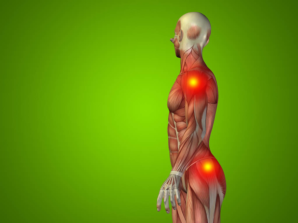  άνθρωπος ανθρώπινη ανατομία άνω μέρους του σώματος - Φωτογραφία, εικόνα