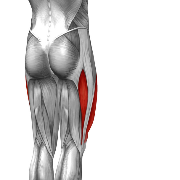  ilustración anatomía de la parte superior de la pierna humana
 - Foto, imagen