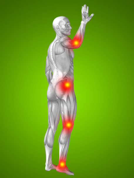 Ihmisen lihaksia anatomia
  - Valokuva, kuva