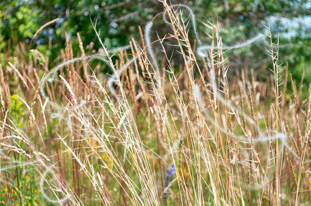 Espiguillas de campo y hierba de plumas
 - Foto, imagen
