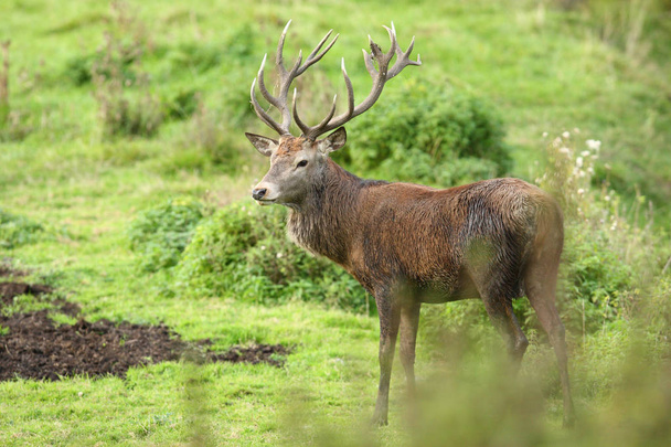 Red deer mating season - Photo, Image