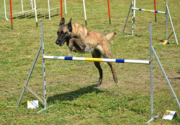 Concurso de agilidad perro
 - Foto, Imagen