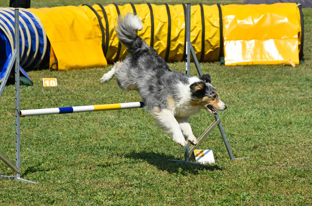 Διαγωνισμό ευκινησία σκυλιών - Φωτογραφία, εικόνα