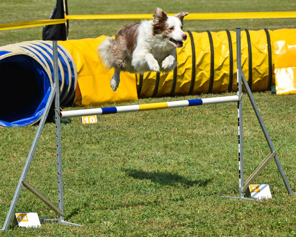 Hond agility wedstrijd - Foto, afbeelding