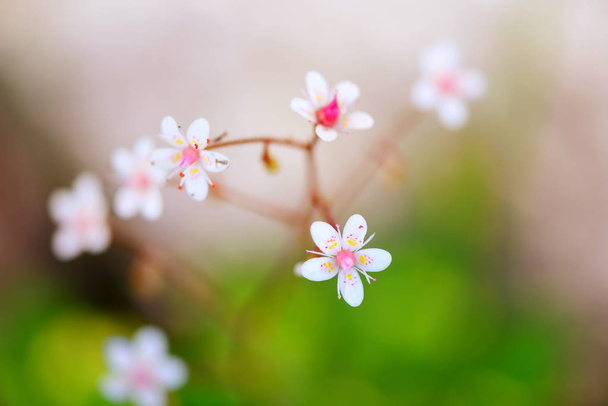 Flowers Saxifraga closeup on natural background - Photo, Image
