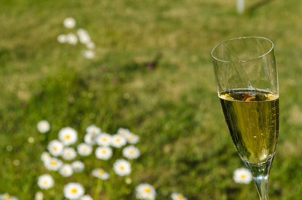 Copa con vino espumoso en el jardín
 - Foto, Imagen