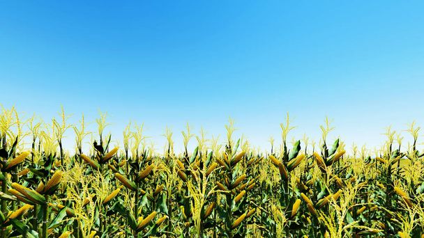 Polu kukurydzy z render 3d niebieski niebo - Zdjęcie, obraz