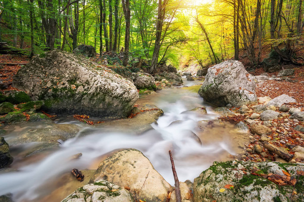 Sarı ağaç bitki örtüsü ve orman kayalara sonbahar creek koruyu - Fotoğraf, Görsel