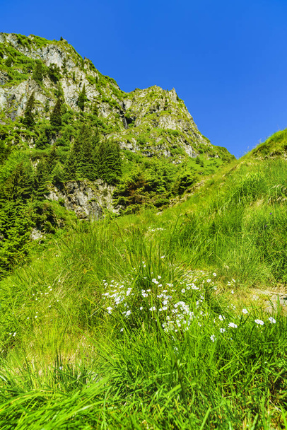 Beautiful mountain landscape in Carpathian mountains - Foto, immagini