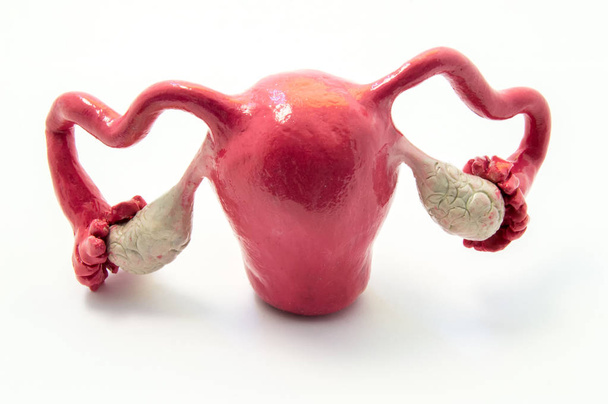 Анатомия матки, фаллопиевых труб и яичников на примере анатомической модели женского полового органа. Концепция исследования анатомии матки и придатков, иллюстрация женской репродуктивной системы - Фото, изображение