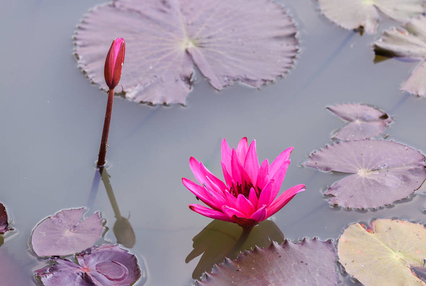 vody lilly kvetoucí v rybníku. - Fotografie, Obrázek