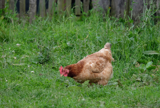 Galinha de frango terno marrom caminha na grama verde e à procura de comida
 - Foto, Imagem