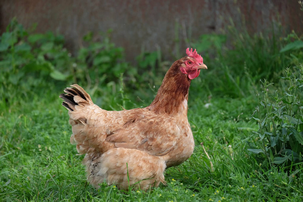 Tuta marrone pollo camminare sull'erba verde
 - Foto, immagini