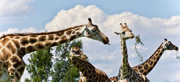 Imagem isolada de quatro girafas fofas comendo folhas
 - Foto, Imagem