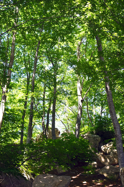  Árvores na floresta O Montseny
 - Foto, Imagem