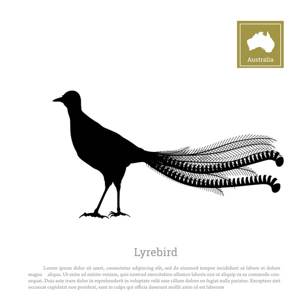 Černá silueta lyrebird na bílém pozadí. Zvířata Austrálie - Vektor, obrázek