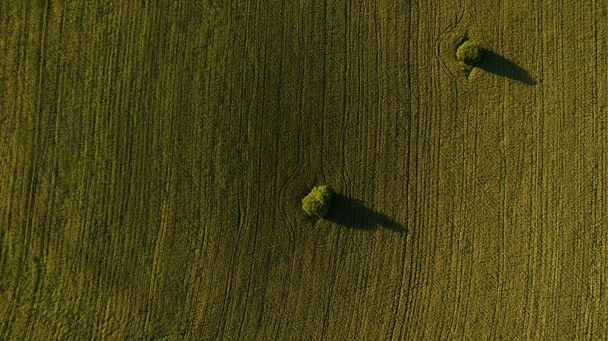 Albero nella vista di campo dall'alto
 - Foto, immagini