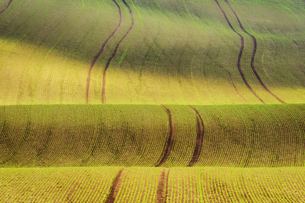 Moravian spring rolling Landscape - Zdjęcie, obraz
