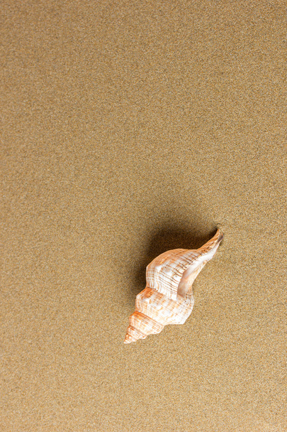 Seashell on the beach - Fotó, kép