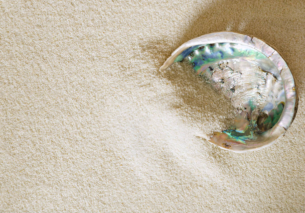 Велика мушля на білому піску
 - Фото, зображення
