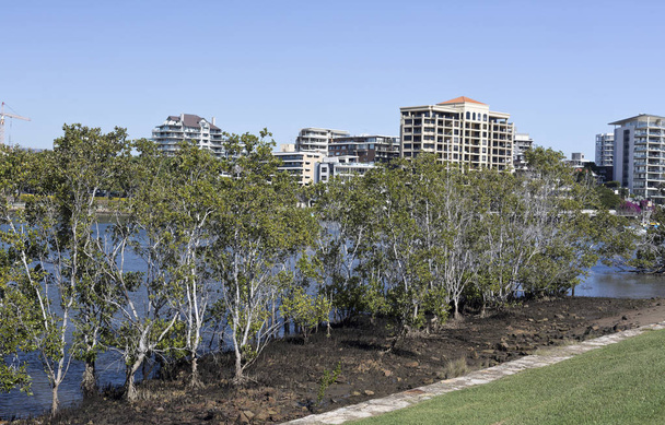 Brisbane River mangrovy - Fotografie, Obrázek