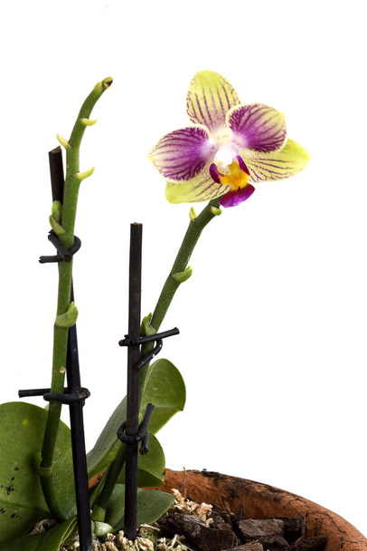Мини-цветок орхидеи
 - Фото, изображение