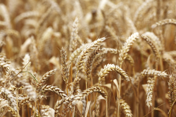 wheat close up on farm field - Photo, Image