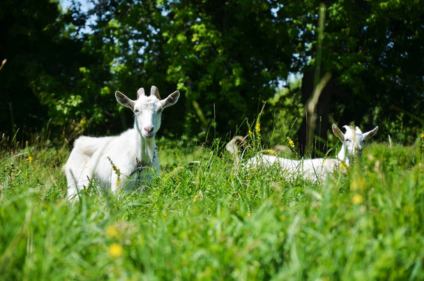 The goat is in the meadow - Photo, Image