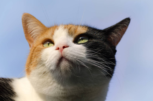 calico cat with the blue sky in the background - Photo, Image