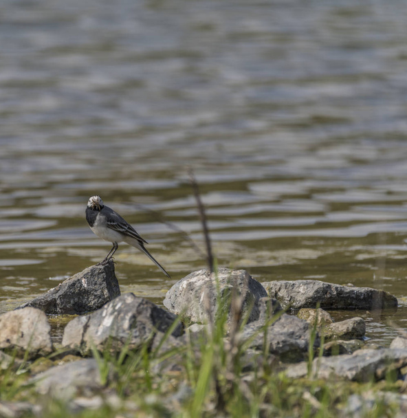 Oiseau Wagtail près du lac au printemps
 - Photo, image