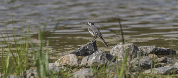 Pájaro de cola cerca del lago en primavera
 - Foto, imagen
