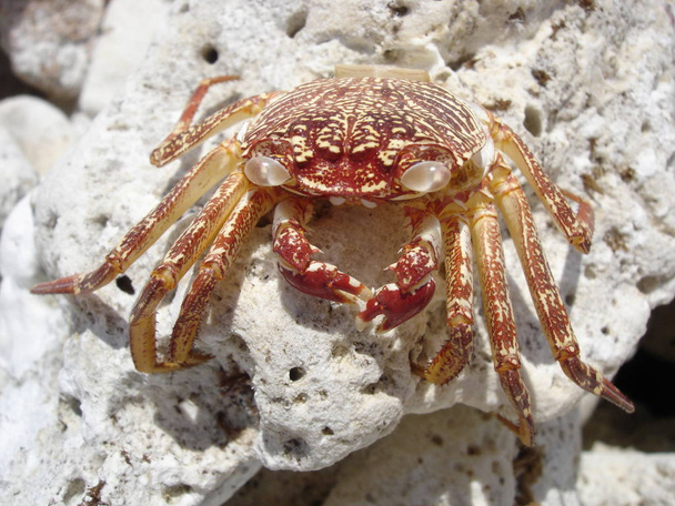 Spooky Hawaiian Crab - Photo, Image