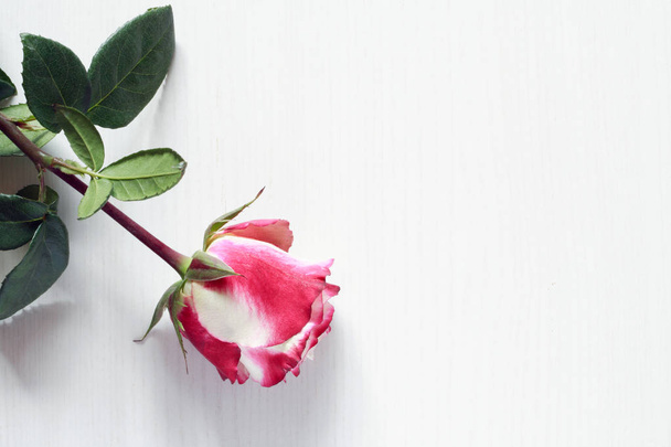 Rosa su bianco
 - Foto, immagini