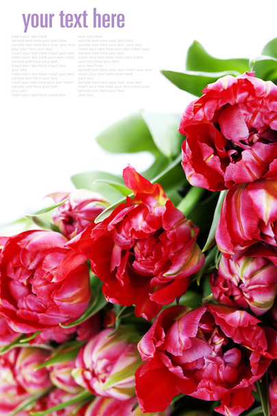 Pink tulips - Foto, Imagen