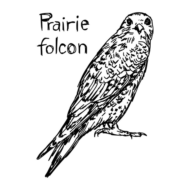 Prairie Sólyom - vektoros illusztráció vázlat kézzel rajzolt, fekete vonalakkal, elszigetelt fehér background - Vektor, kép