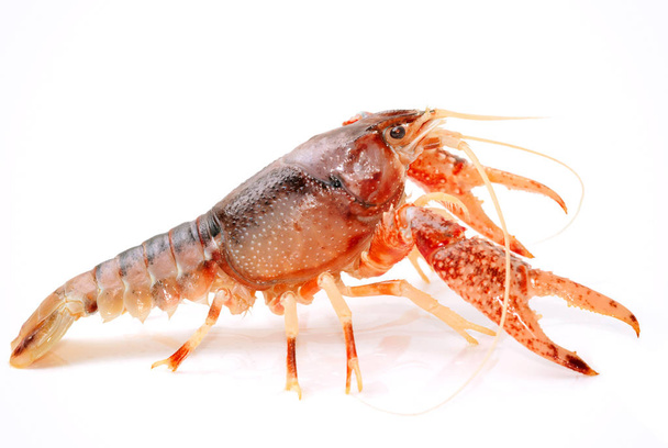 Crayfish Procambarus Clarkii Ghost on white background - Photo, Image