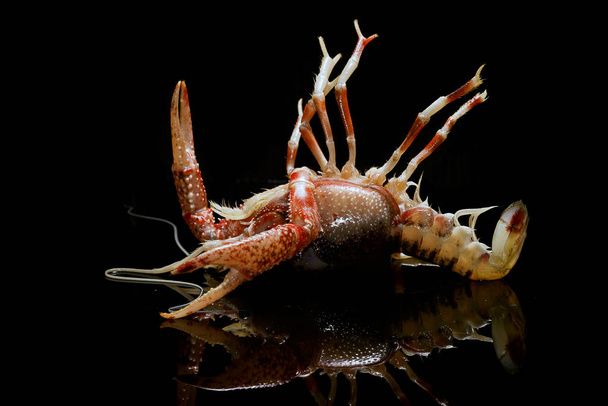 Раки Procambarus Clarkii привид на чорному фоні - Фото, зображення