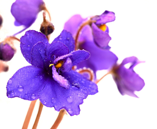Fleur violette - Photo, image