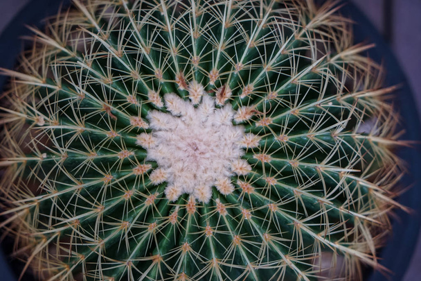 Closeup top view of round shape cactus with spines and white fin - Photo, Image