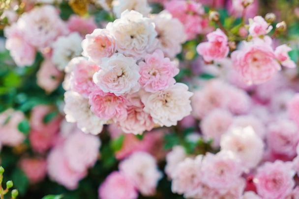 Blossoming roses in garden - Foto, Imagen