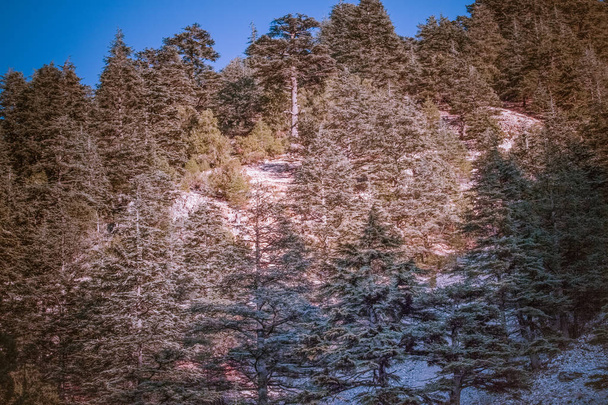 Libanonin setripuu metsähuipulla vuorilla
 - Valokuva, kuva