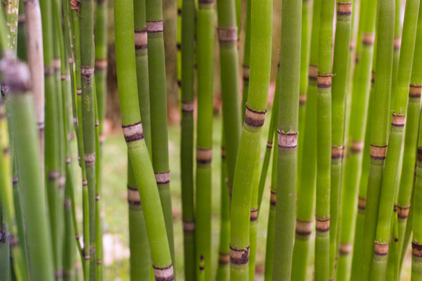 Uzun equisetum sapı. Bambu ile yeşil duvar kağıdı - Fotoğraf, Görsel