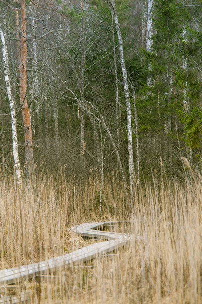 A kora tavaszi marsh egy gyönyörű fából készült gyalogút - Fotó, kép