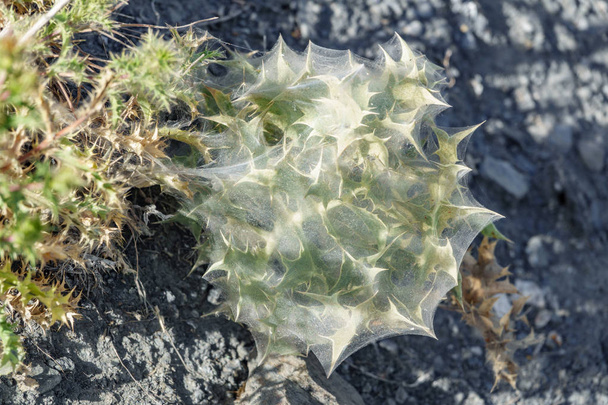 Cactus surrounded with spiderweb - Фото, изображение
