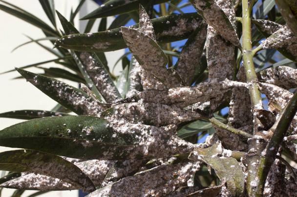 Hojas de olivo densamente cubiertas con insectos de escamas. Mealybug harinoso
. - Foto, Imagen