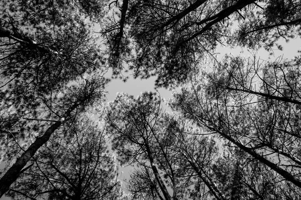 zwart-wit bomen silhouetten - Foto, afbeelding