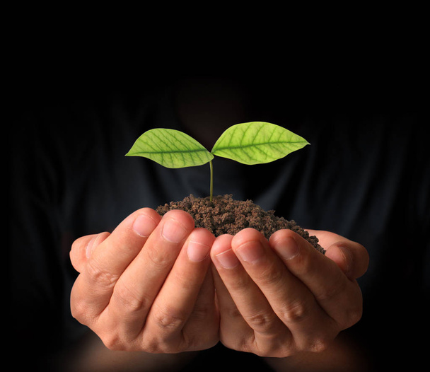 Concept of growing from plant in hand - Photo, Image