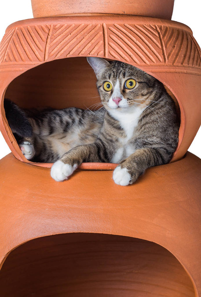 Koťata v hliněném hrnci domu - Fotografie, Obrázek