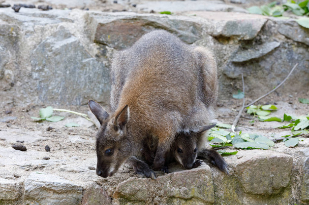 female of kangaroo with small baby in bag - Photo, Image